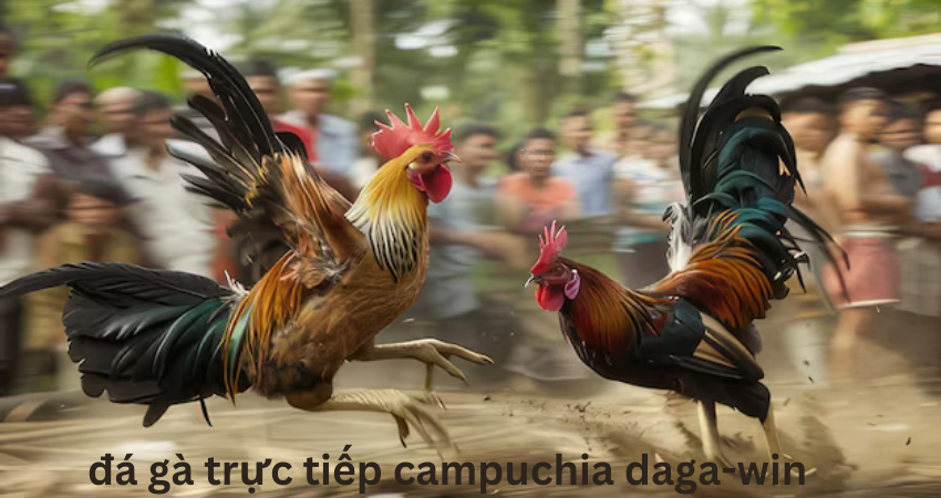 đá gà trực tiếp campuchia daga-win