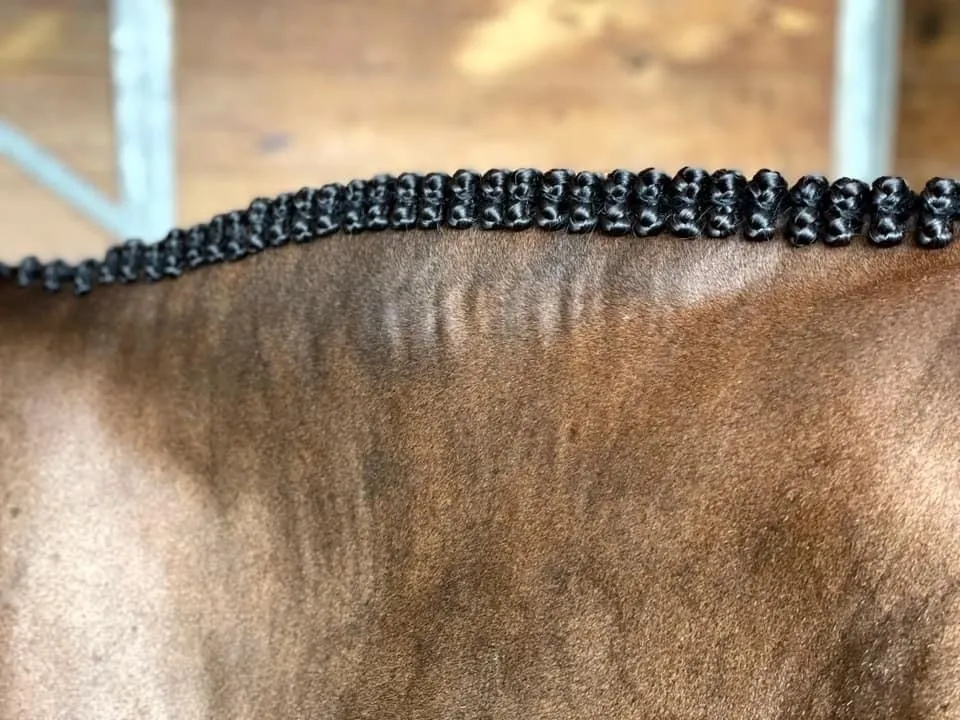 horse bling