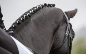 horse bling