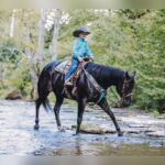 Stetson Horse: The Perfect Companion for Every Rider