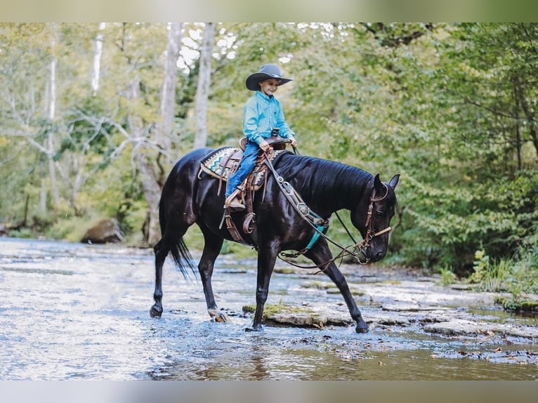 stetson horse