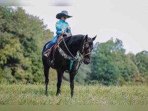 stetson horse