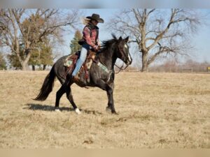 stetson horse