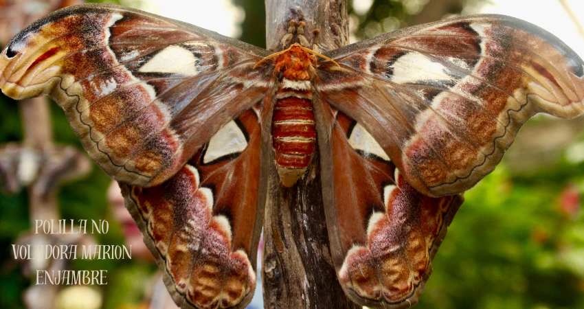 polilla no voladora marion enjambre