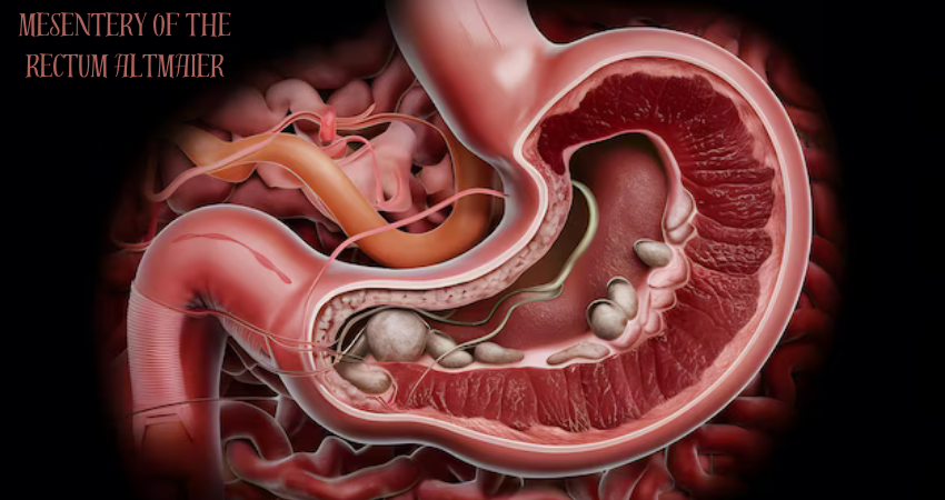 mesentery of the rectum altmaier
