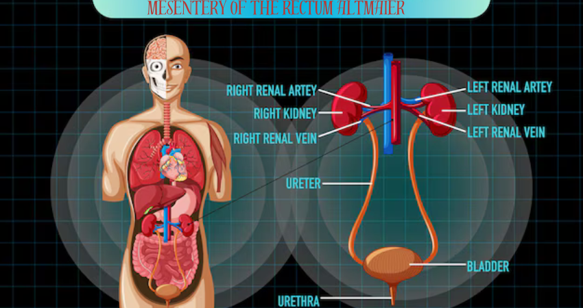 mesentery of the rectum altmaier
